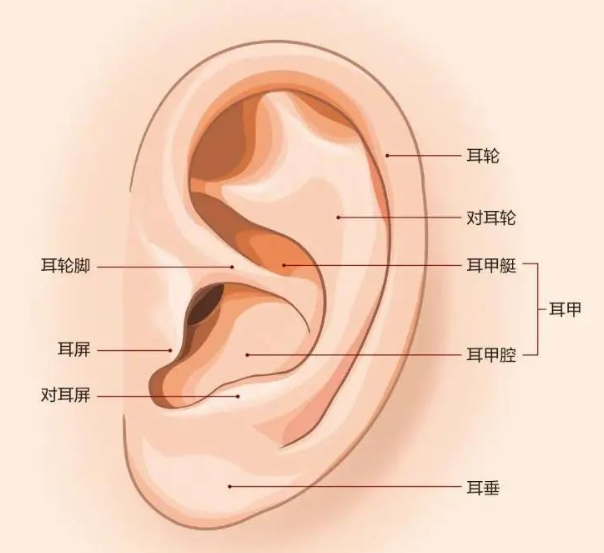 【听力科普】从零开始的日常听力保健（外耳篇）(图1)